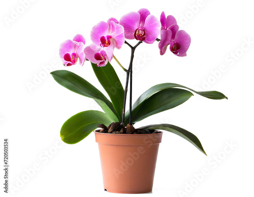 Rosa Orchidee im topf isoliert auf wei  en Hintergrund  Freisteller