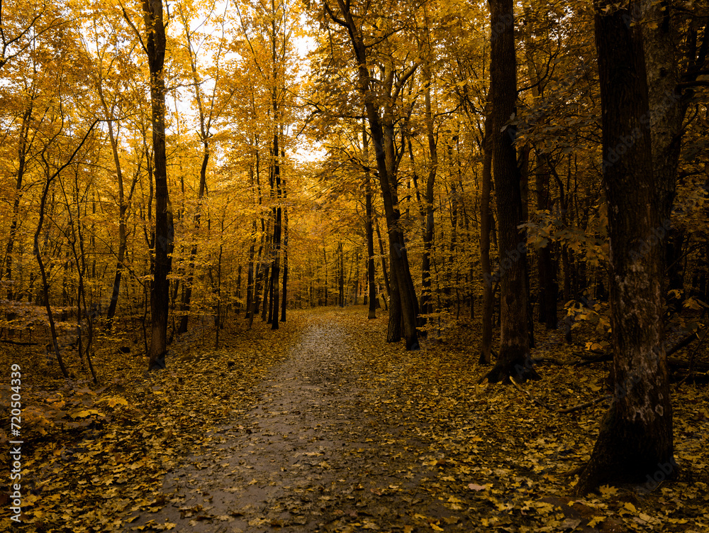 autumn in the woods