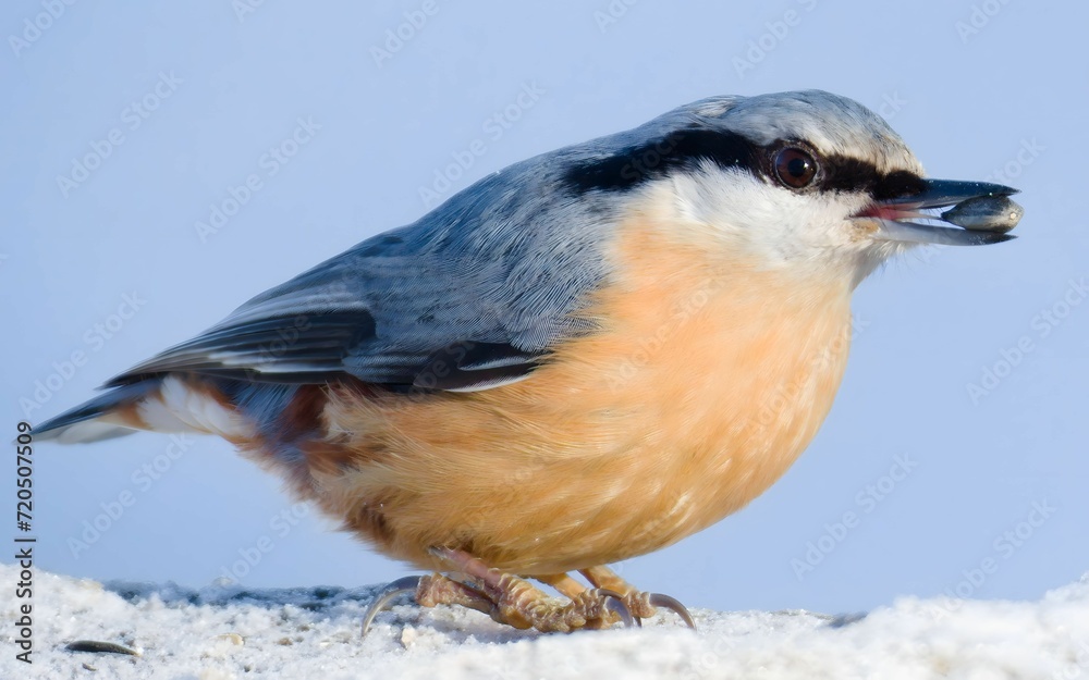 Naklejka premium Sitta europaea aka Eurasian nuthatch with the seed in his beak. Very close-up portrait. Isolated on blue background.
