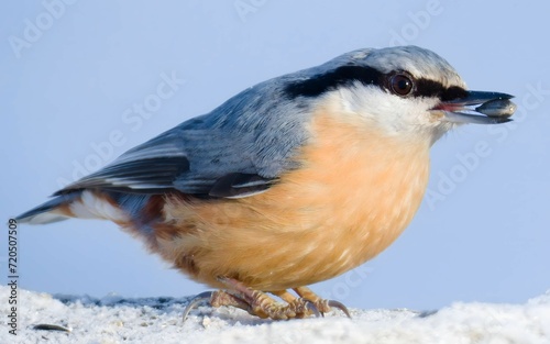Sitta europaea aka Eurasian nuthatch with the seed in his beak. Very close-up portrait. Isolated on blue background.