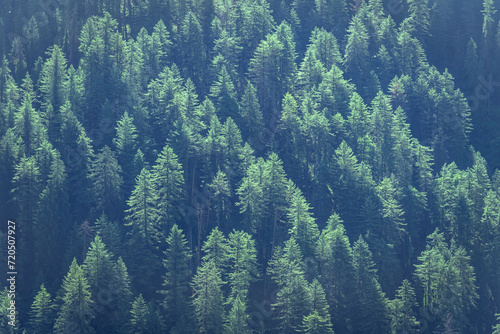 Forested mountain slope with the evergreen conifers in a scenic landscape view at Himachal Pradesh, India.