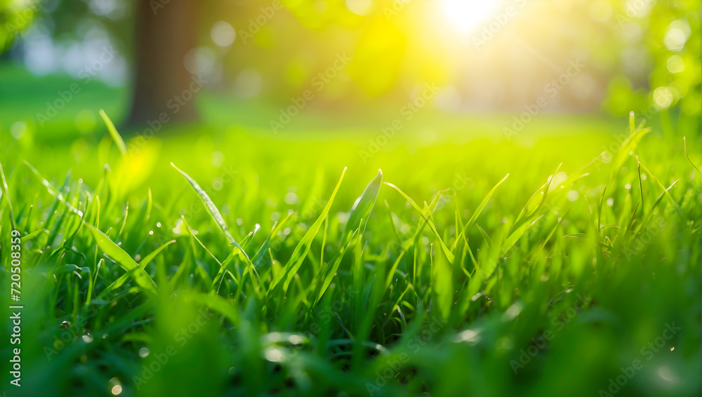 Green grass and sunlight background, Natural background with young juicy green grass in sunlight with beautiful bokeh Green grass and sunlight background, Natural background with young juicy green grass in sunlight with beautiful bokeh