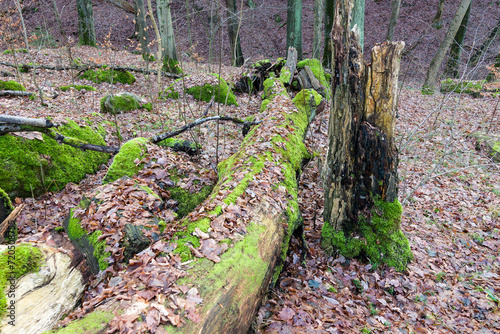 Naturbelassener Wald in der Oberlausitz photo