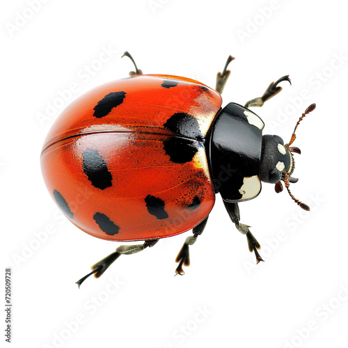 Ladybug isolated on white or transparent background © Luckygraphics