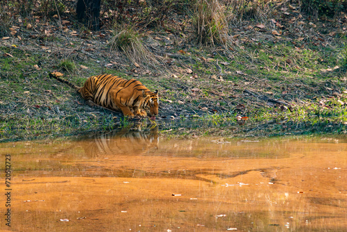 Bengal or Indian Tiger Drinking at a Water Hole in India