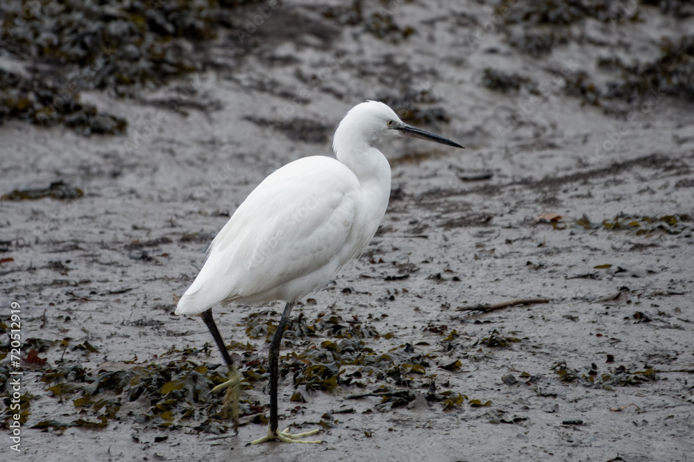 close up of Egret egretta garzetta on the river bed close up of Egret egretta garzetta on the river bed