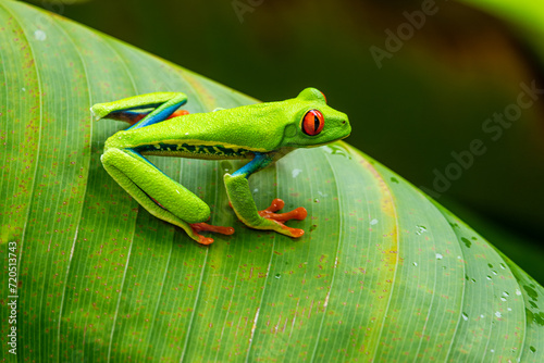 Red-eyed Tree Frog on a Leaf in Costa Rica Rain Forest