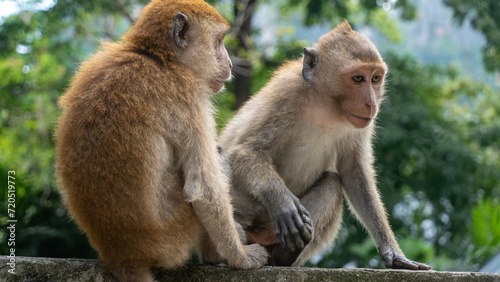 Two monkeys sitting on the wall in Railay Thailand © Yevgeni