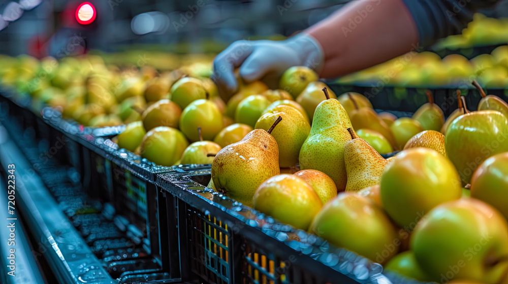 The technologist observes the process of selection and production of pears at the food industry enterpri
