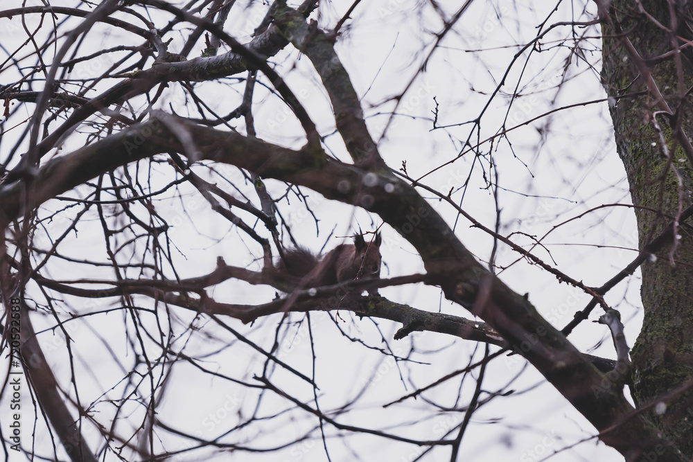 A brown squirrel in the tree during spring season. Sciurus vulgaris in the morning A brown squirrel in the tree during spring season. Sciurus vulgaris in the morning