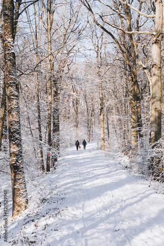 Winter walk in the forest