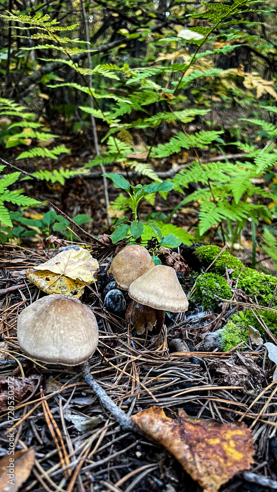 Mushrooms in the forest. Macro photo of mushrooms. Small mushrooms on the stump. Small mushroom Mushrooms in the forest. Macro photo of mushrooms. Small mushrooms on the stump. Small mushroom