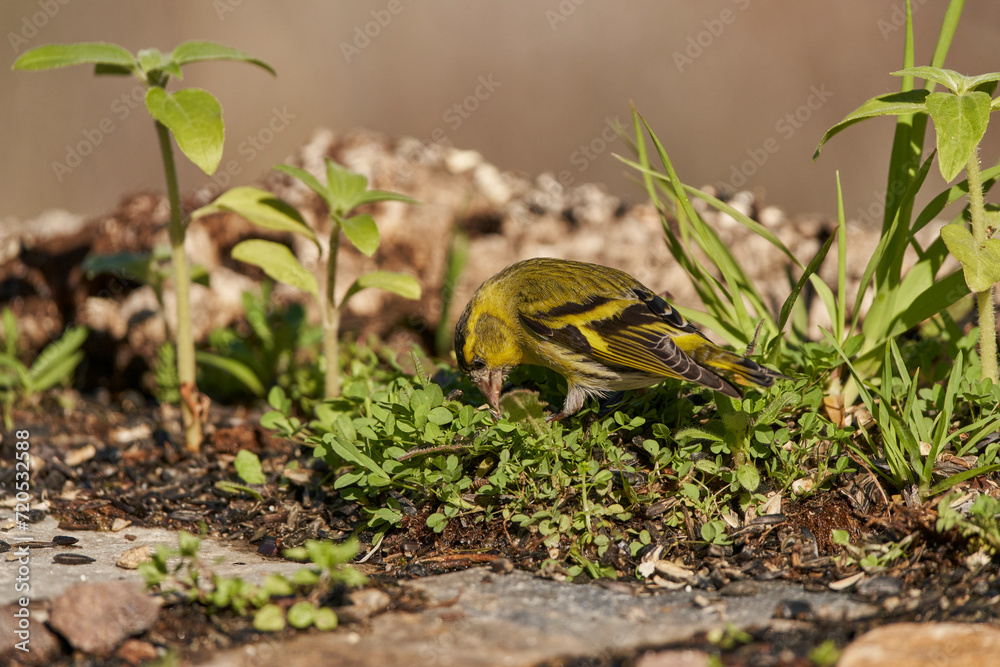 Jilguero lúgano posado en el borde del estanque (Carduelis spinus)
Jilguero lúgano posado en el borde del estanque (Carduelis spinus)