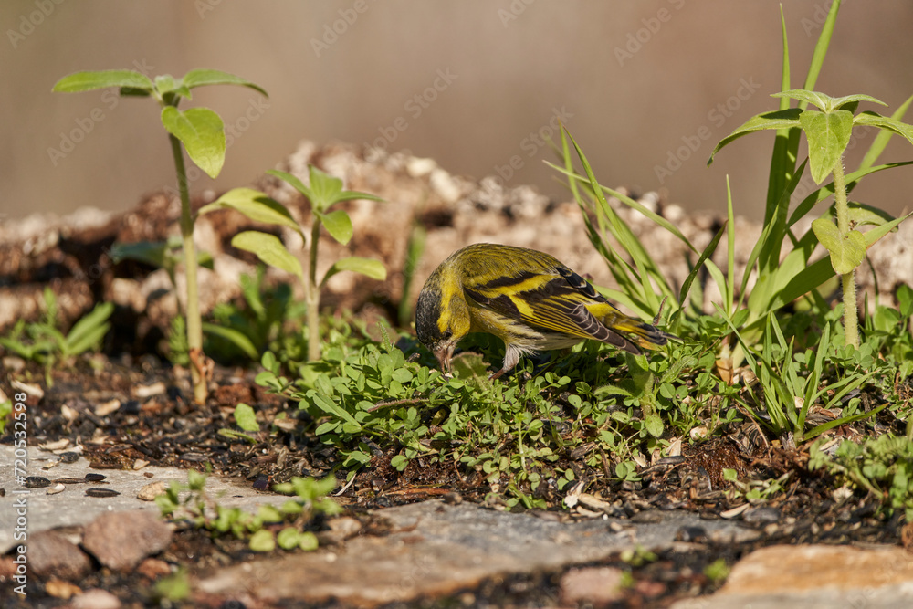 Jilguero lúgano posado en el borde del estanque (Carduelis spinus)	
