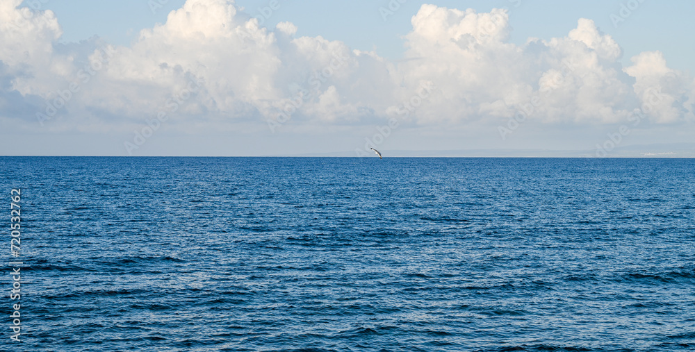 seagull over the Mediterranean sea on a sunny day 5 seagull over the Mediterranean sea on a sunny day 5