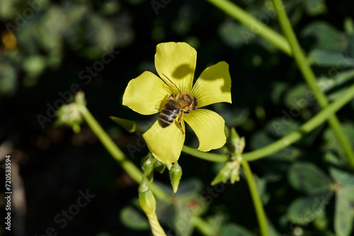 Fototapeta Naklejka Na Ścianę i Meble -  abeja melífera en una flor amarilla  (Apis mellifera Linnaeus) Marbella Andalucía España	