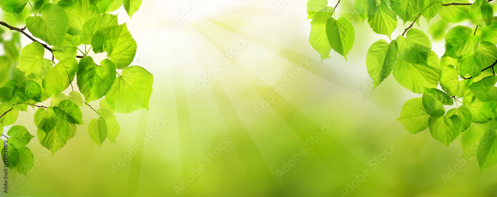 Obraz premium Fresh green tree leaves with bokeh light. Natural background.