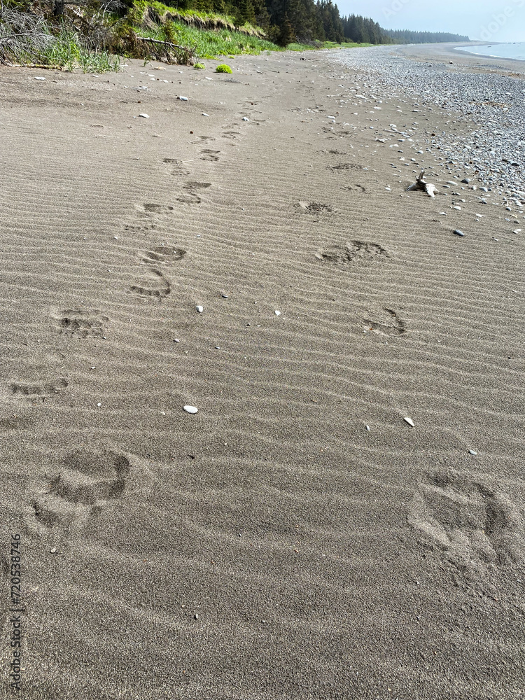 Brown bear paw prints in beach sand. Lake Clark National Park in Alaska. Alaska Peninsula brown bear (Ursus arctos gyas) or peninsular grizzly. Brown bear is mainland grizzly bear subspecies. Brown bear paw prints in beach sand. Lake Clark National Park in Alaska. Alaska Peninsula brown bear (Ursus arctos gyas) or peninsular grizzly. Brown bear is mainland grizzly bear subspecies.