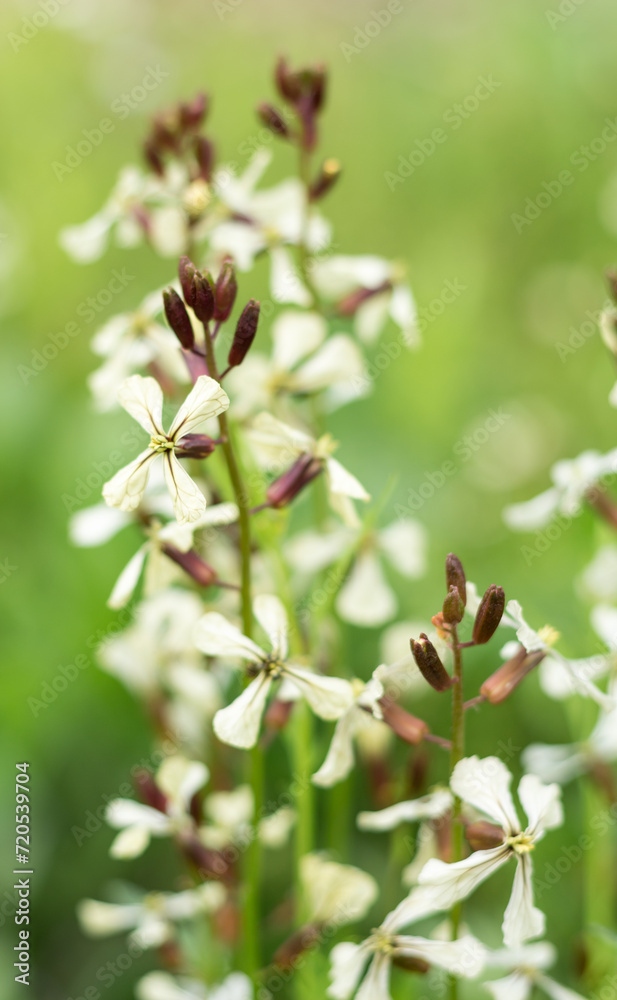 arugula flowers arugula flowers