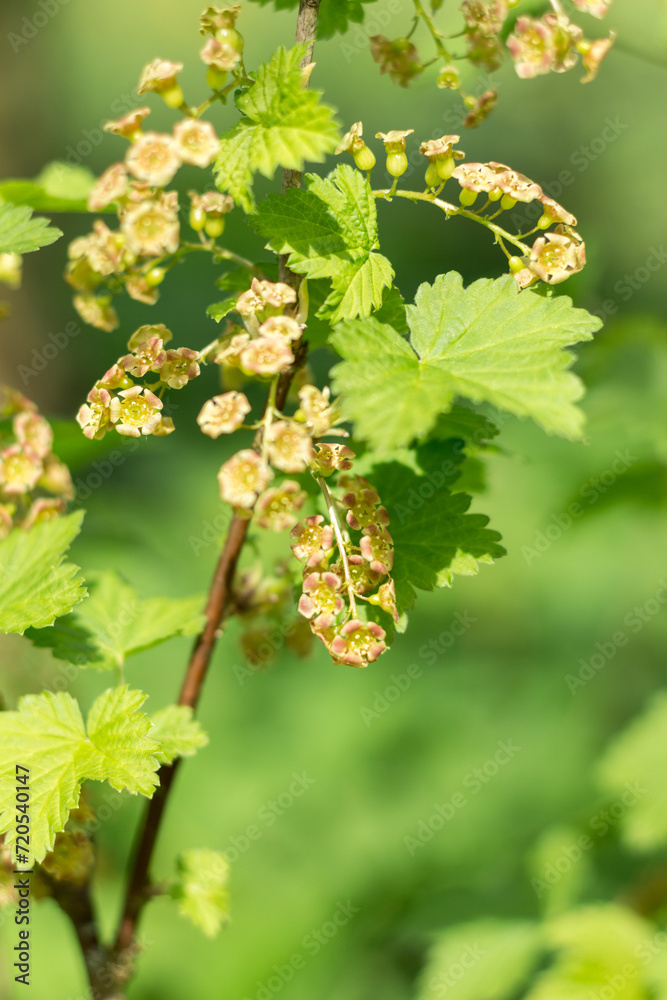 currant flowers currant flowers