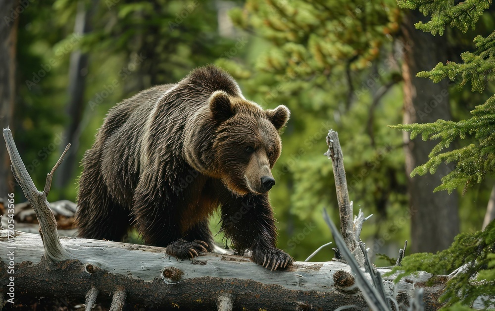 Fototapeta premium Shot of a grizzly walking against deadwood