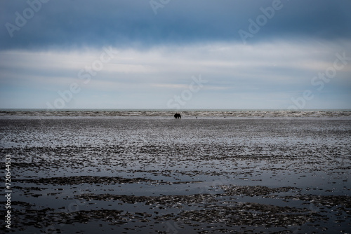 Alaskan peninsular brown bear digging for razor clams in the mud flats of Cook Inlet at Lake Clark National Park and Preserve in Alaska. Silver Salmon Creek area with slight fog. © EWY Media