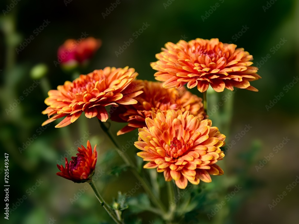 Beautiful Flower Wallpaper. Flower Close-up Macro with Blur background and bokeh. Fresh chrysanthemum flowers fully bloomed. Colorful blossom Beautiful Flower Wallpaper. Flower Close-up Macro with Blur background and bokeh. Fresh chrysanthemum flowers fully bloomed. Colorful blossom