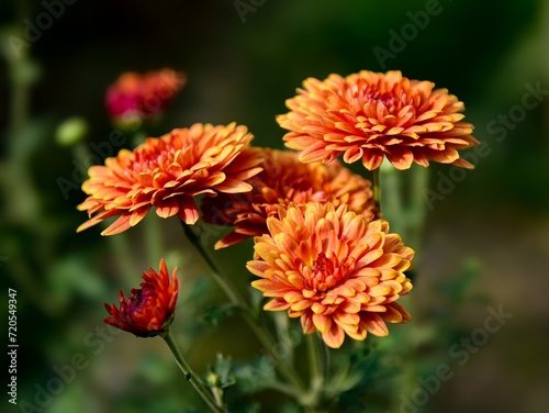 Beautiful Flower Wallpaper. Flower Close-up Macro with Blur background and bokeh. Fresh chrysanthemum flowers fully bloomed. Colorful blossom