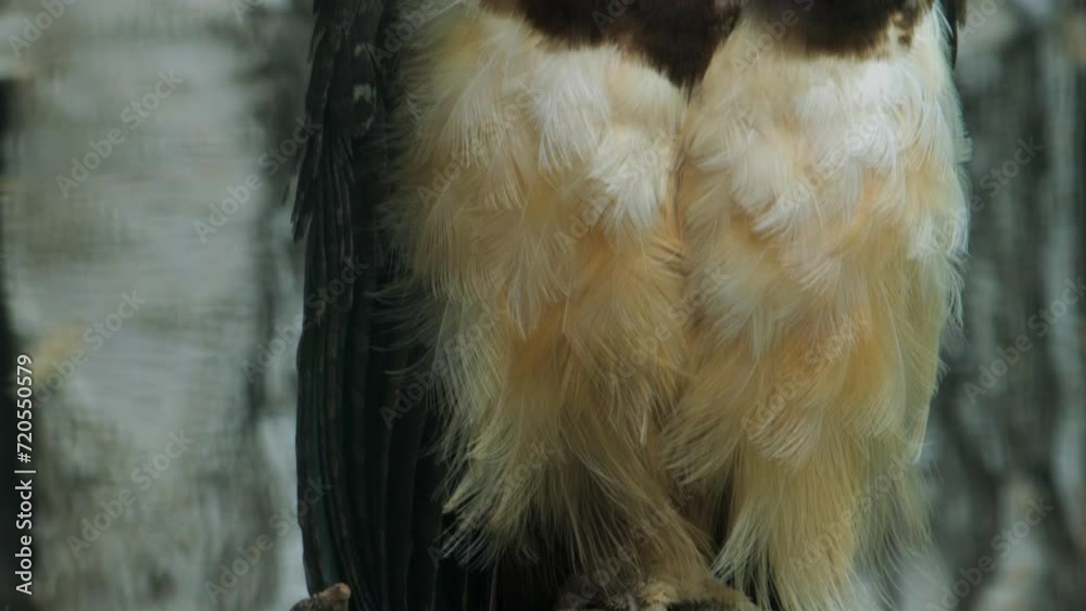 Spectacled owl. Pulsatrix perspicillata perched in branch. High quality FullHD footage Spectacled owl. Pulsatrix perspicillata perched in branch. High quality FullHD footage