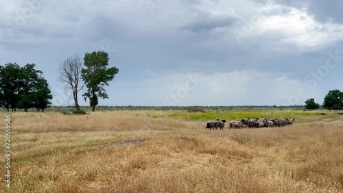 A flock on a walk on a sunny summer day on a farm. A group of unshorn sheep walks and eats in a field. Shy sheep walk through the pasture. Sheep husbandry. photo