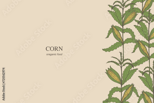 Corn card background hand drawn border template cornfield vector illustration. Banner backdrop with corn cobs kernels cereal plant branch. Agricultural crop, harvesting, food, maize field, sweet corn 