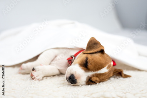 Fototapeta Naklejka Na Ścianę i Meble -  Jack russell terrier puppy with red collar sleeps under white sheet on white carpet close up
