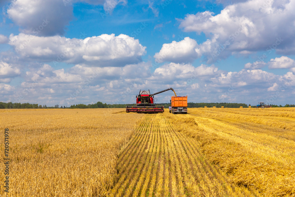 Fototapeta premium Combine harvester load wheat in the truck at the time of harvest in a sunny summer day.