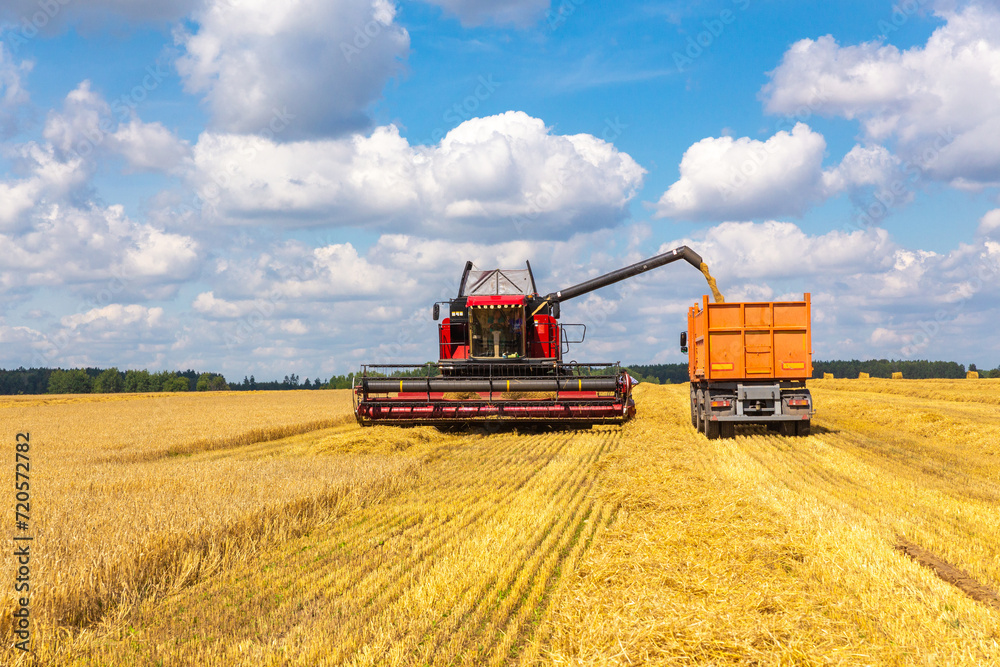 Fototapeta premium Combine harvester load wheat in the truck at the time of harvest in a sunny summer day.