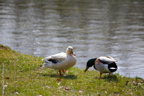 Stockenten am See.