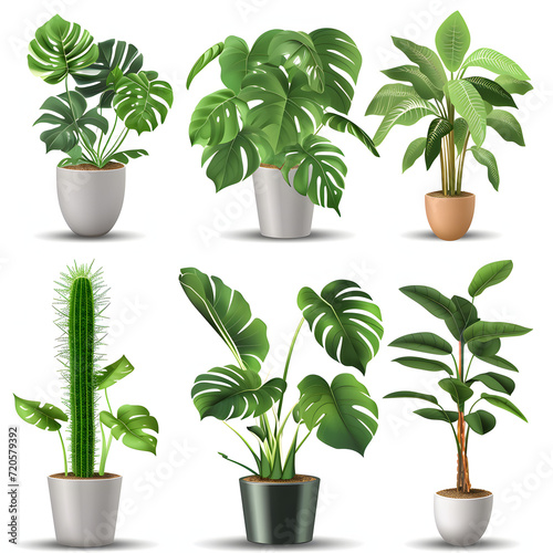 Houseplants isolated on white background  png 