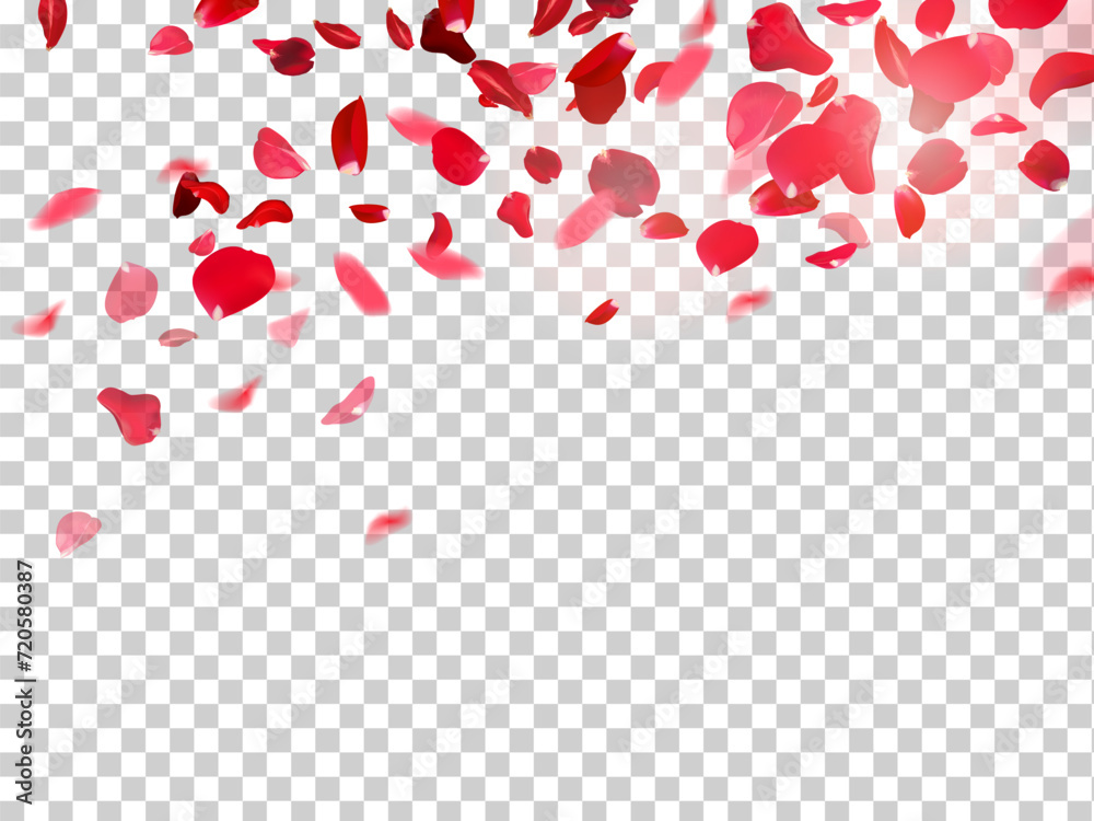 Red rose petals falling in the air on white romantic vector card. Heart wedding celebration design. Love backdrop