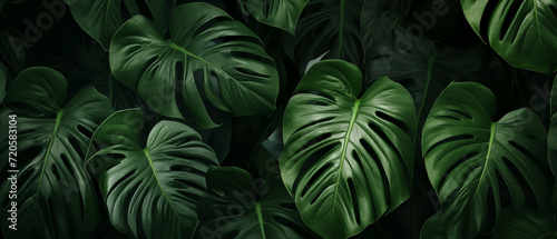 Monstera leaves background photo