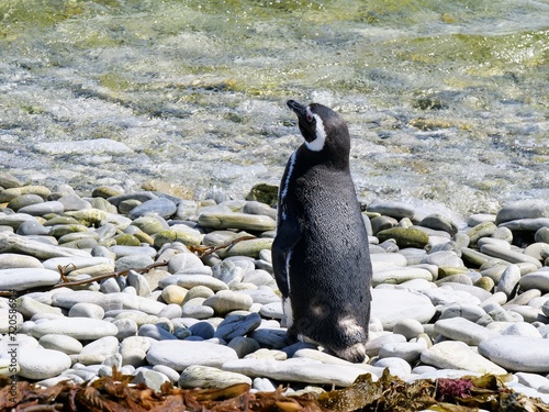 Magellanpinguin am Kiesstrand auf den Falklandinseln oder Malvinen photo