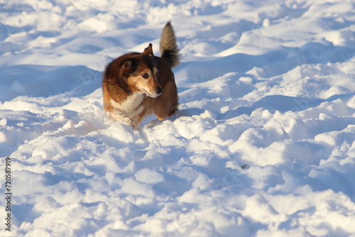 Snow pictures that were taken in Troisdorf (NRW). They look very beautiful : ) © Markus böhm