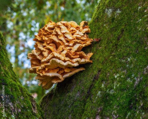 Tree fungus on a huge oak tree