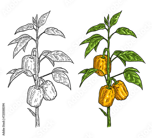 Branch of sweet bell peppers plant with leaf. Vintage engraving