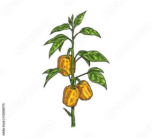 Branch of sweet bell peppers plant with leaf. Vintage engraving