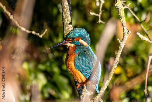 kingfisher on a branch