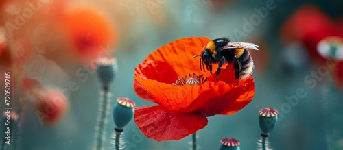 Bumblebee Landing on Vibrant Red Poppy Flower - A Stunning Sight of Nature: Bumblebee, Landing, Red Poppy Flower photo