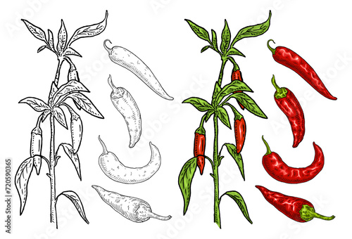 Branch of chili with leaf and pepper. Vintage engraving © Ihor