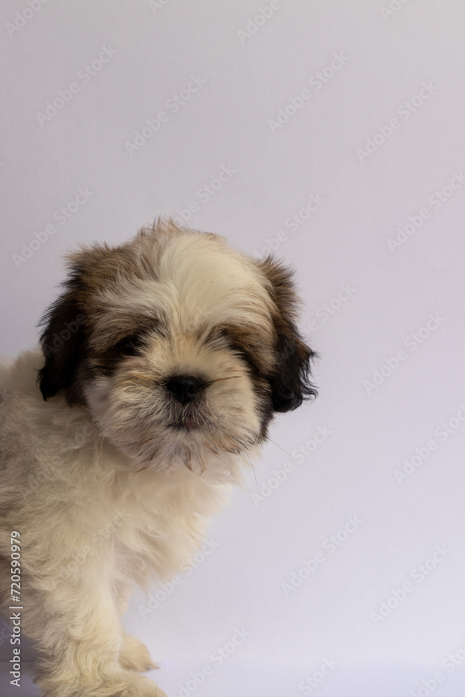 Shih Tzu puppy on white background