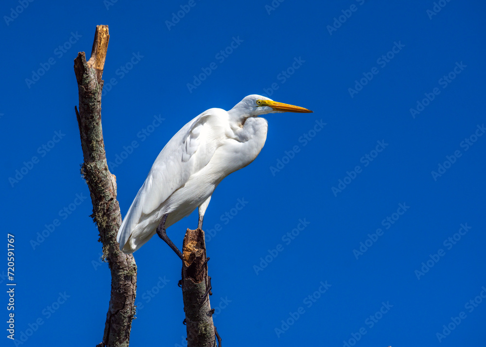 Great Egret enjoying some sun along the nature trail in Pearland, Texas Great Egret enjoying some sun along the nature trail in Pearland, Texas