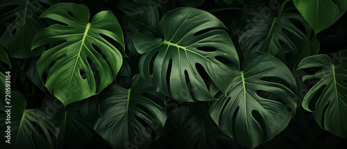 Monstera leaves background