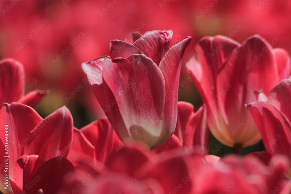 pink tulip closeup pink tulip closeup